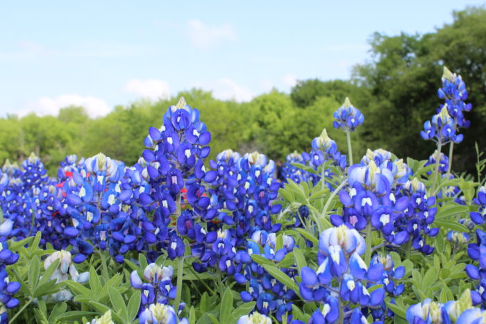 Beautiful Bluebonnets the Texas State Flower