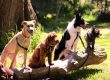 Top Things to Do with Pets at Pecan Park