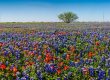 Texas Wildflowers
