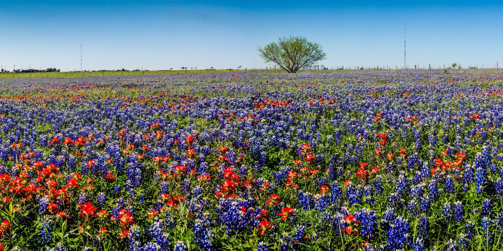 Texas Wildflowers