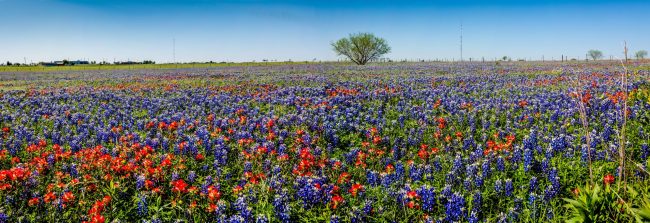 Texas Wildflowers